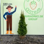 Tuja západná (Thuja occidentalis) ´SMARAGD´ – výška 130–140 cm, kopaná